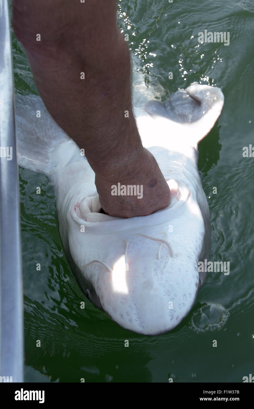 Sturgeon Fishing on the Columbia River near The Dalles, Oregon Stock