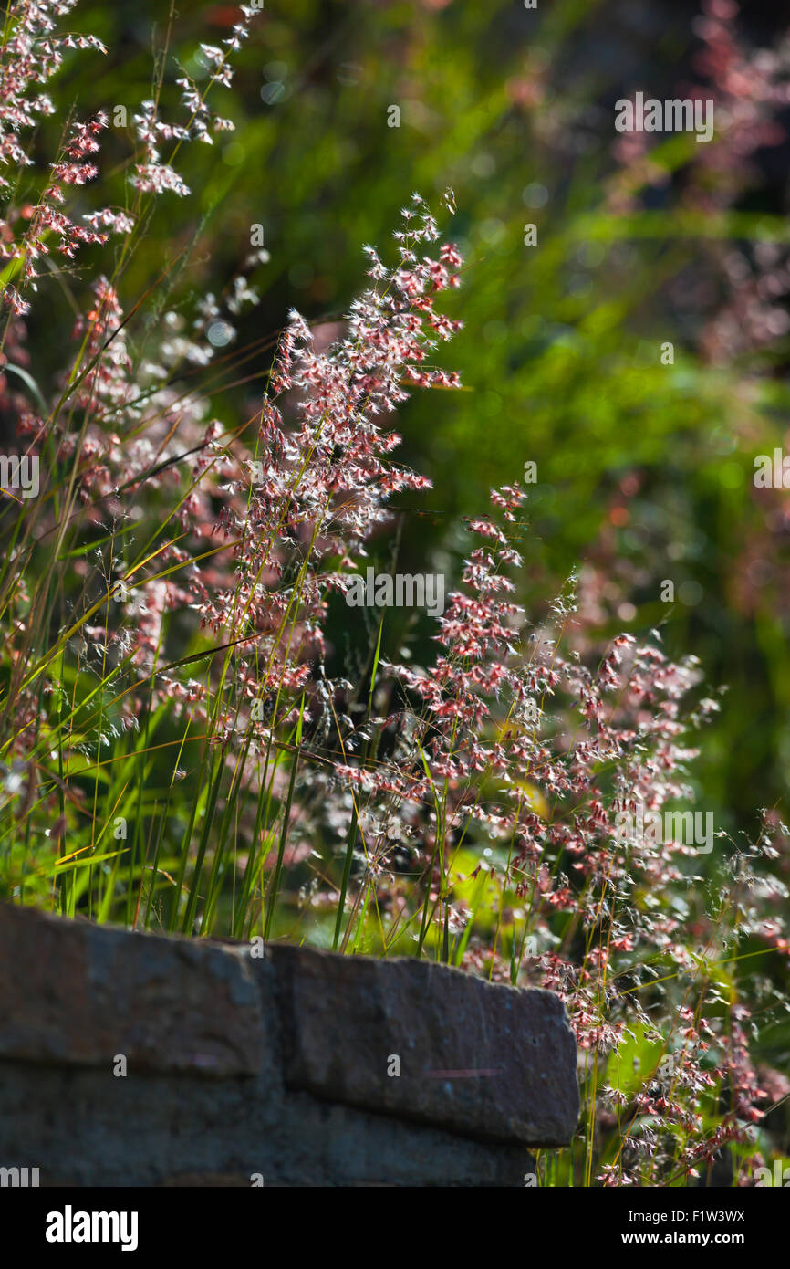 Flowering plants grow on the unexcavated Southern Platform at MONTE ALBAN which dates back to 500 BC - OAXACA, MEXICO Stock Photo