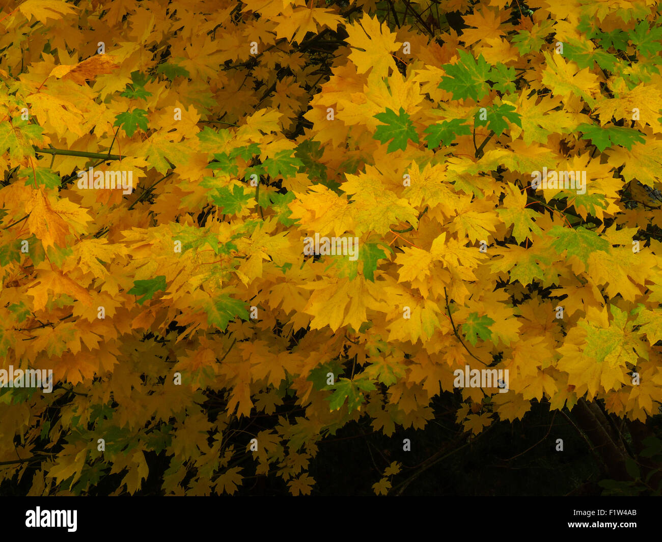 Colorful fall foliage of the Bigleaf Maple (Acer macrophyllum) a large deciduous tree native to Western North America from Orego Stock Photo