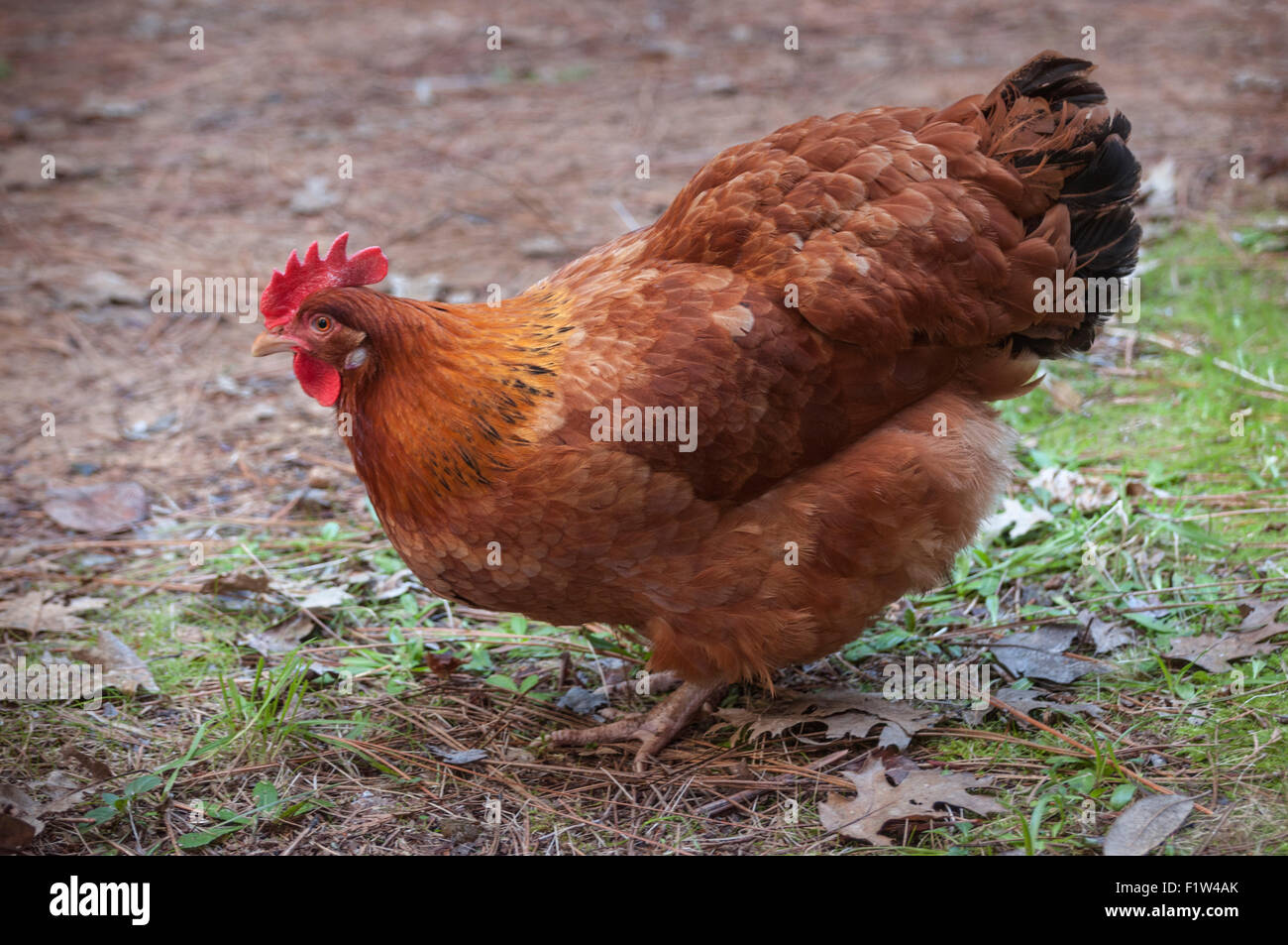 A Rhode Island Red hen(Gallus gallus domesticus) is a utility bird, raised for meat and egg. It is also bred as a show bird Stock Photo