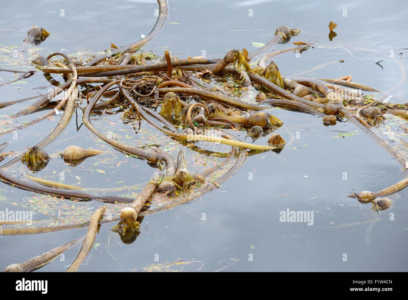 A floating mass of Bull Kelp (Nereocystis) in the Pacific ocean Stock