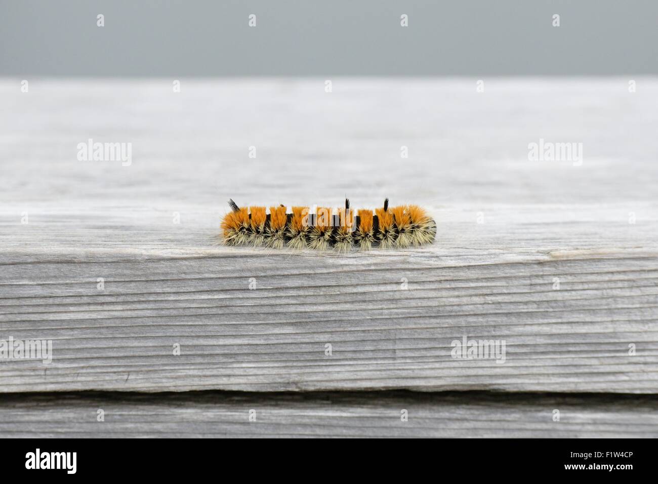 Black hairy caterpillar hi-res stock photography and images - Alamy