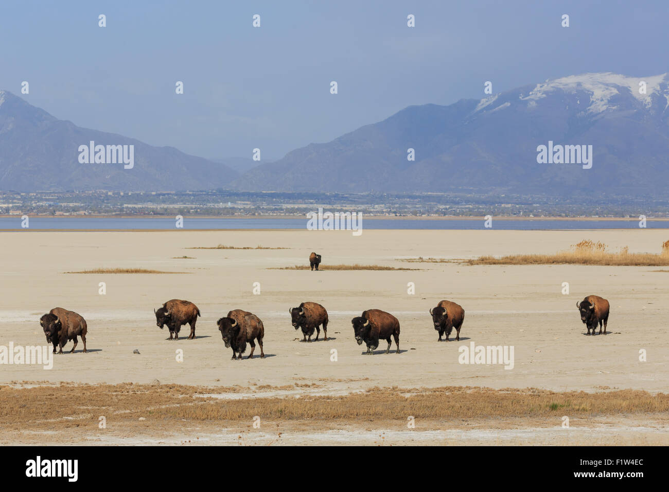 Herd of Buffalo roam the salt flats at the Great Salt Lake with snowcapped mountains in the background Stock Photo