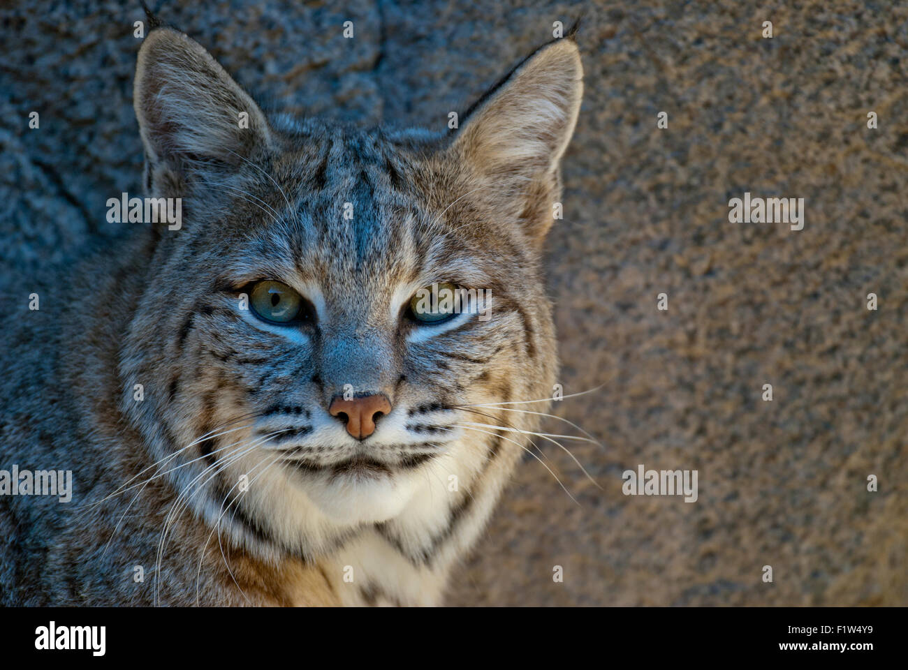 Captive bobcat in the Living Desert Zoo and Gardens CA Stock Photo