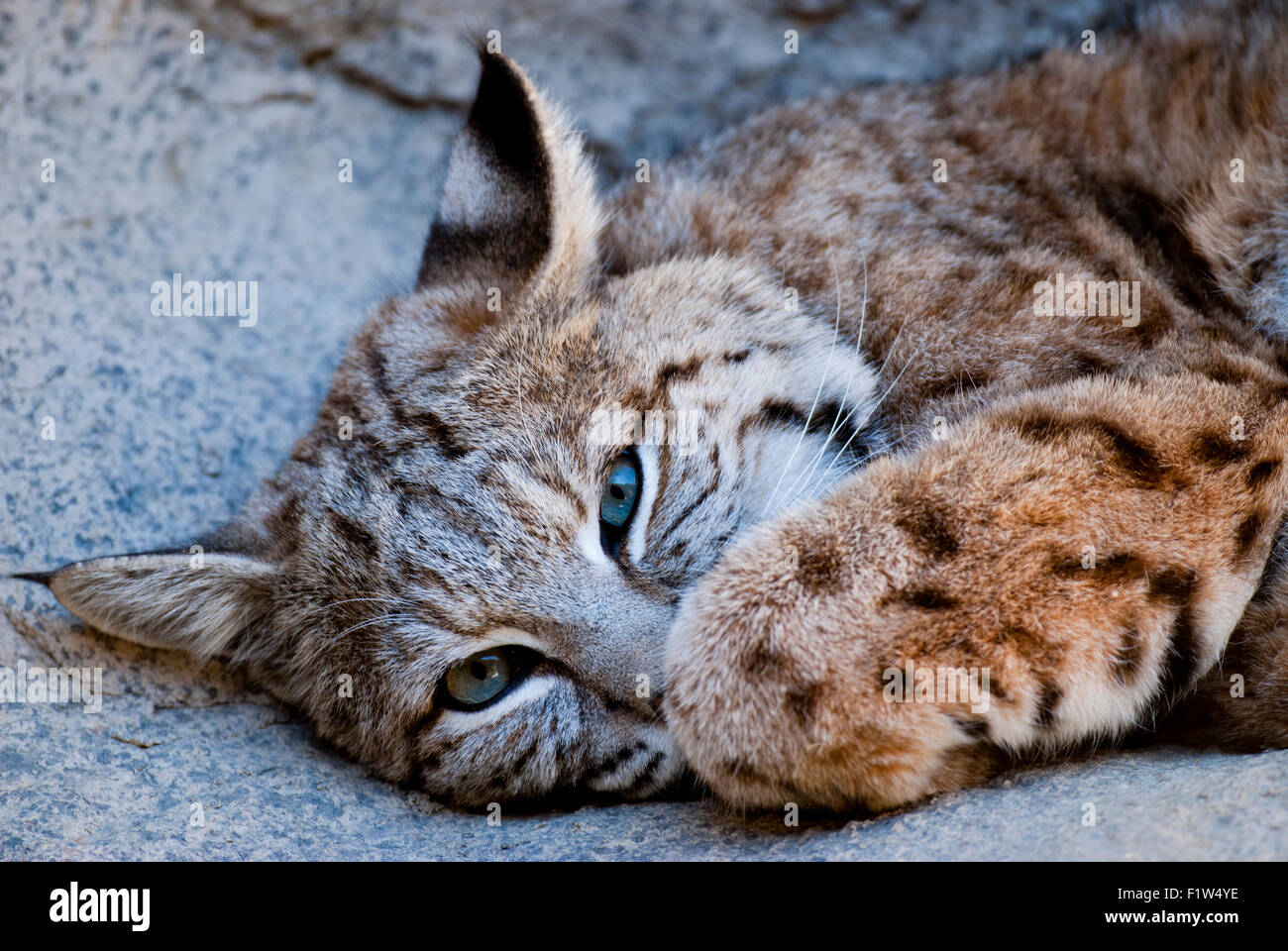 Captive bobcat in the Living Desert Zoo and Gardens CA Stock Photo