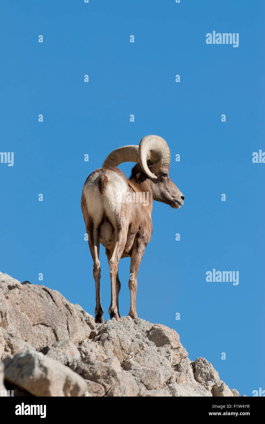 Desert bighorn sheep ram Stock Photo