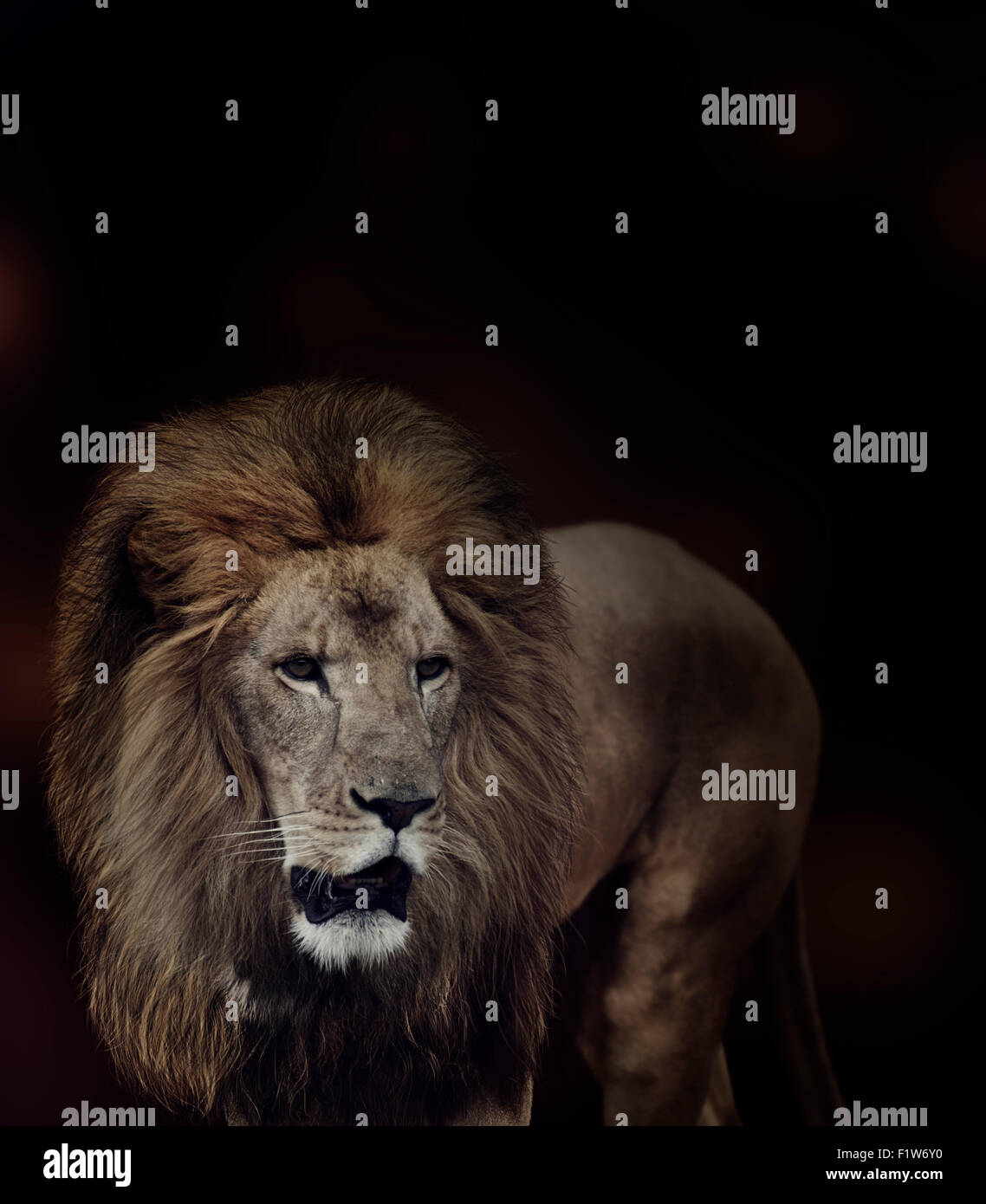 Portrait of Lion on Dark Background Stock Photo