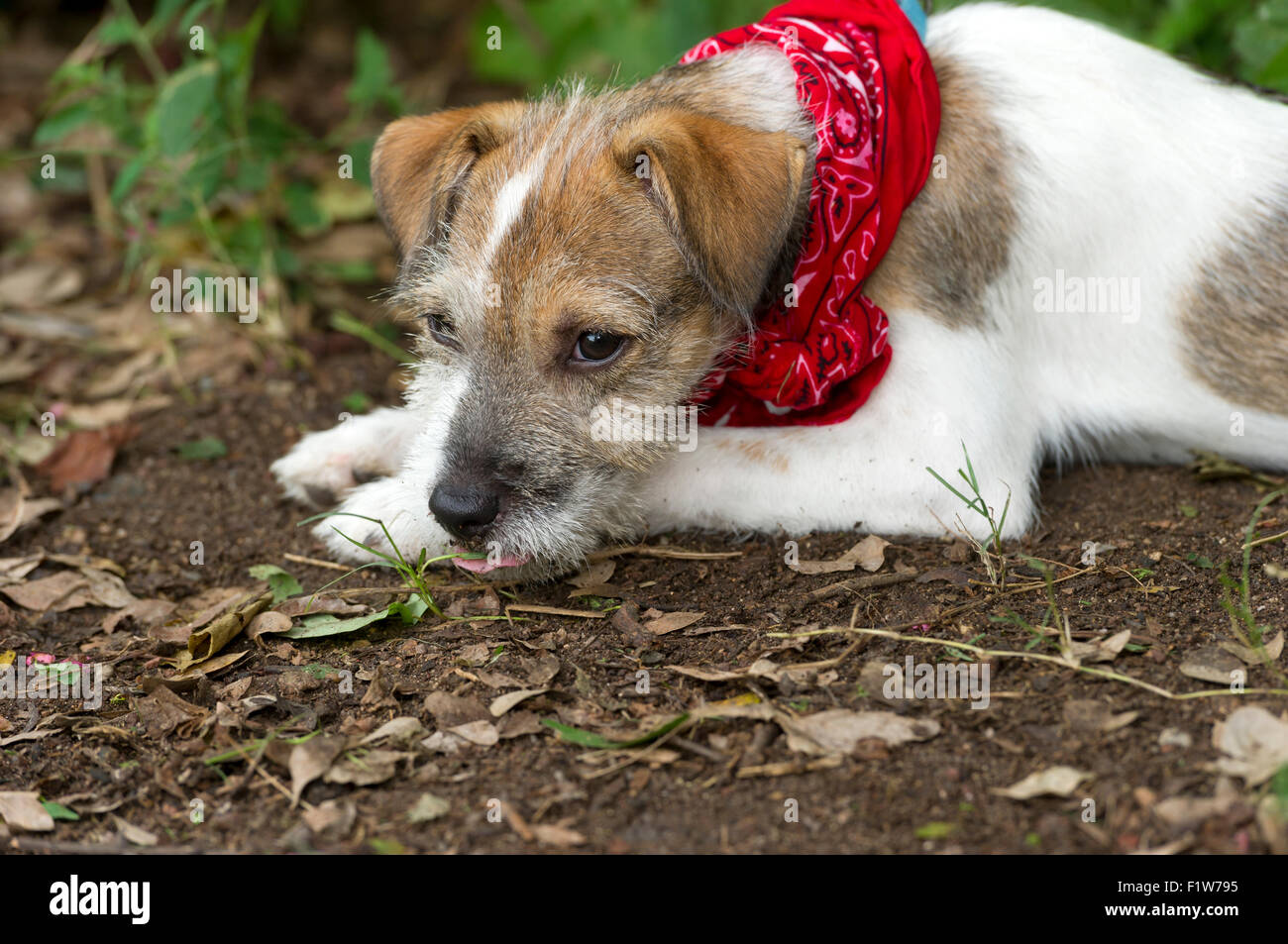 Sad dog is a cute puppy lying down outdoors with a sad look in its eyes. Stock Photo