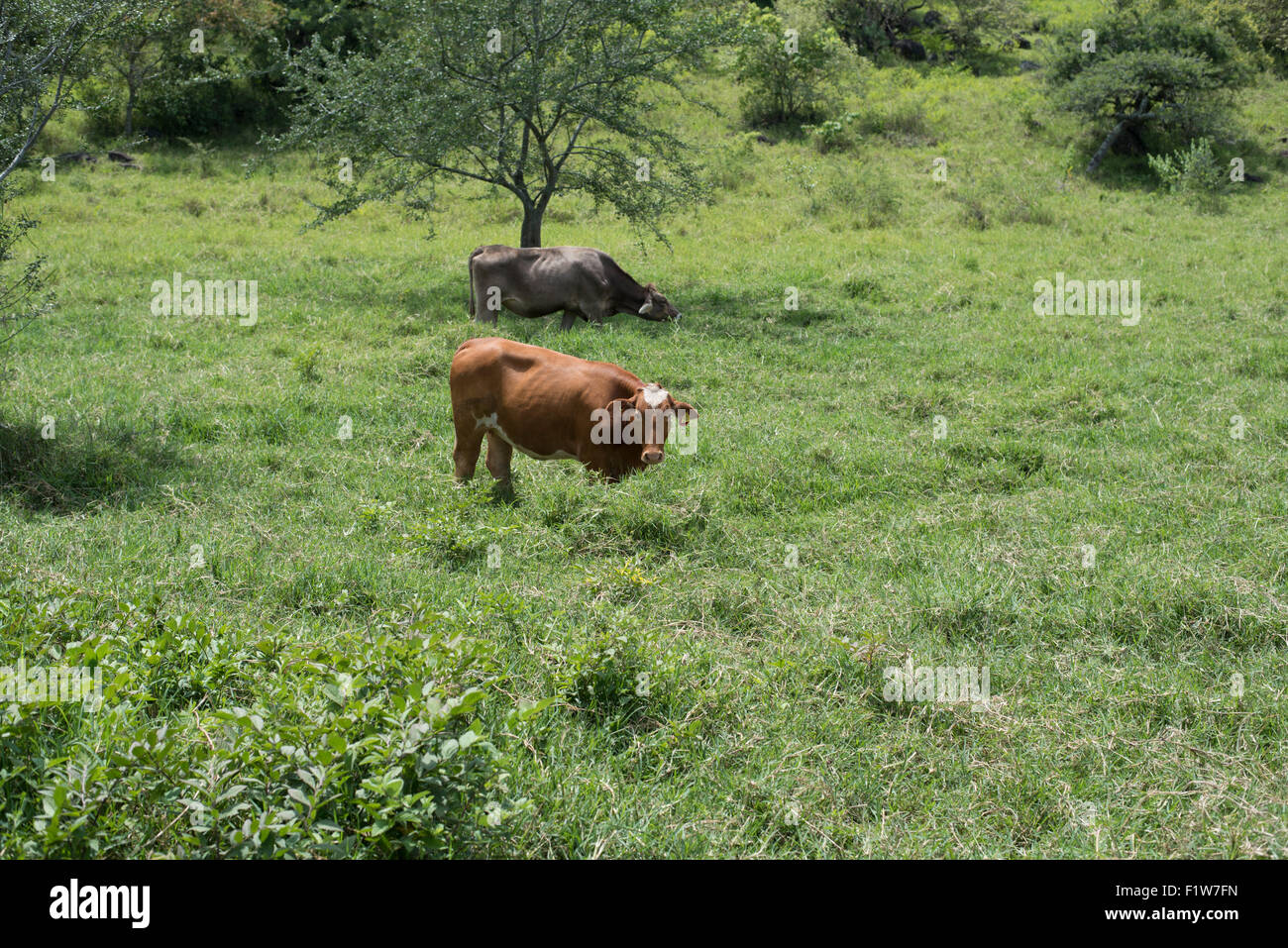 cow, milk, grazing, couple, field, country, Latin America, farm, animal, beef cattle Stock Photo