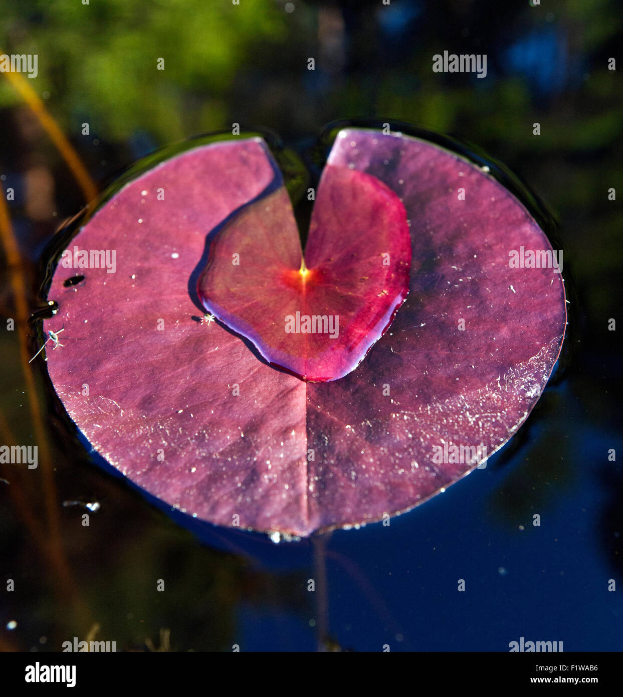 Close up of Water-lily Nymphaea candida leaf Stock Photo - Alamy