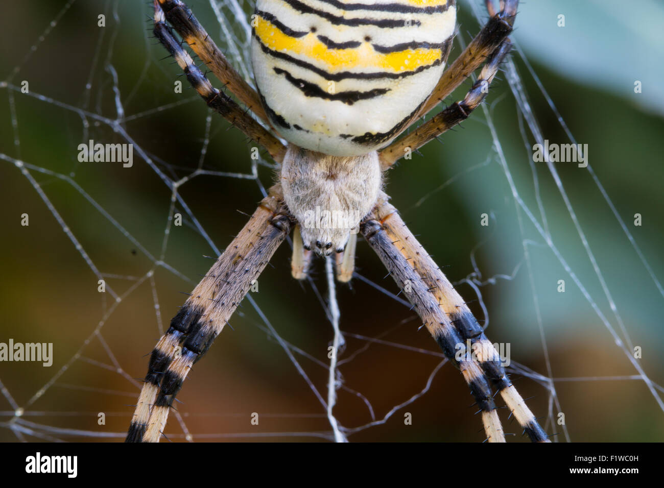 Angiope Detail of a wasp spider (Argiope bruennichi) with yellow and black ...