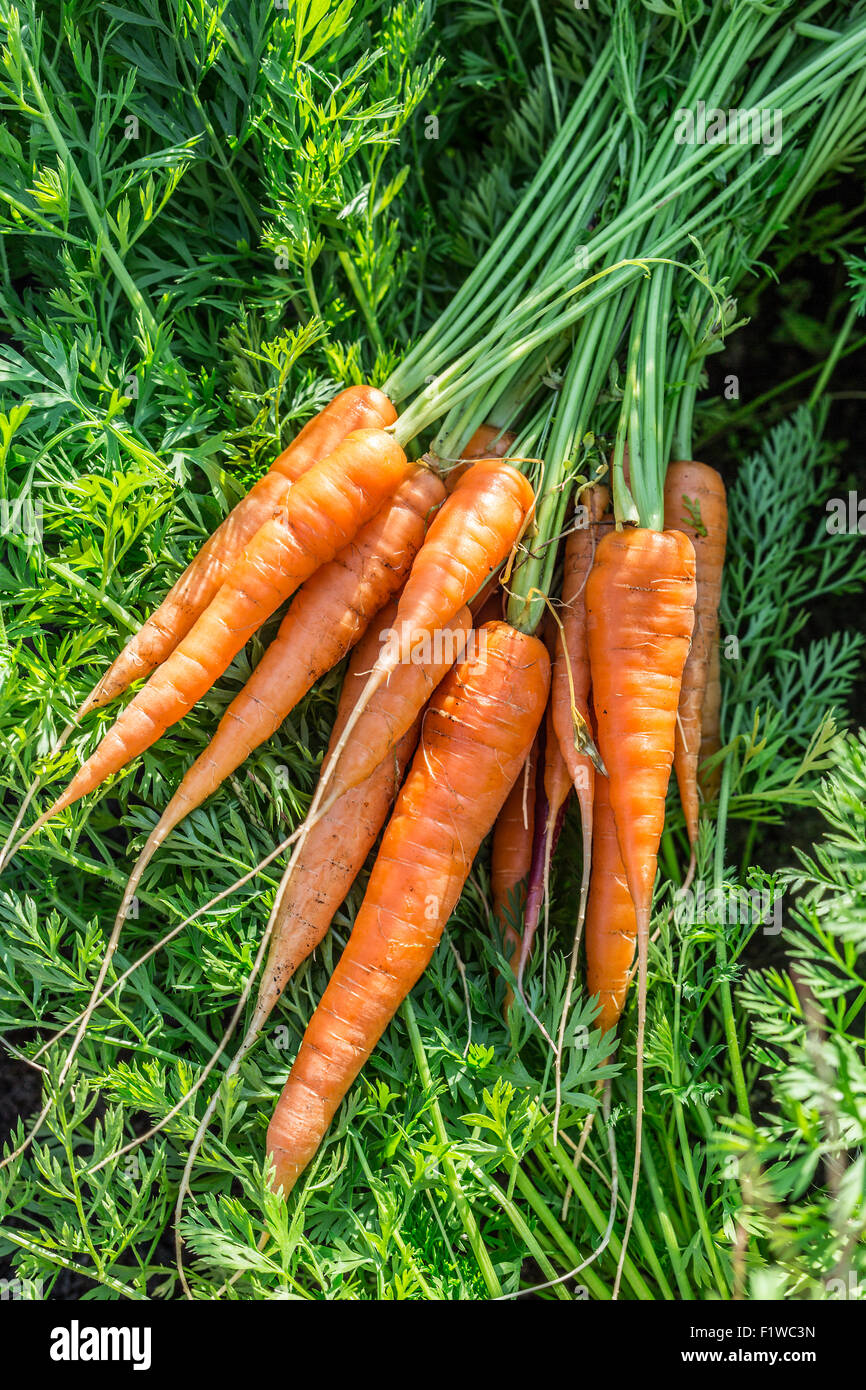 Carrots  in man's hand. Stock Photo