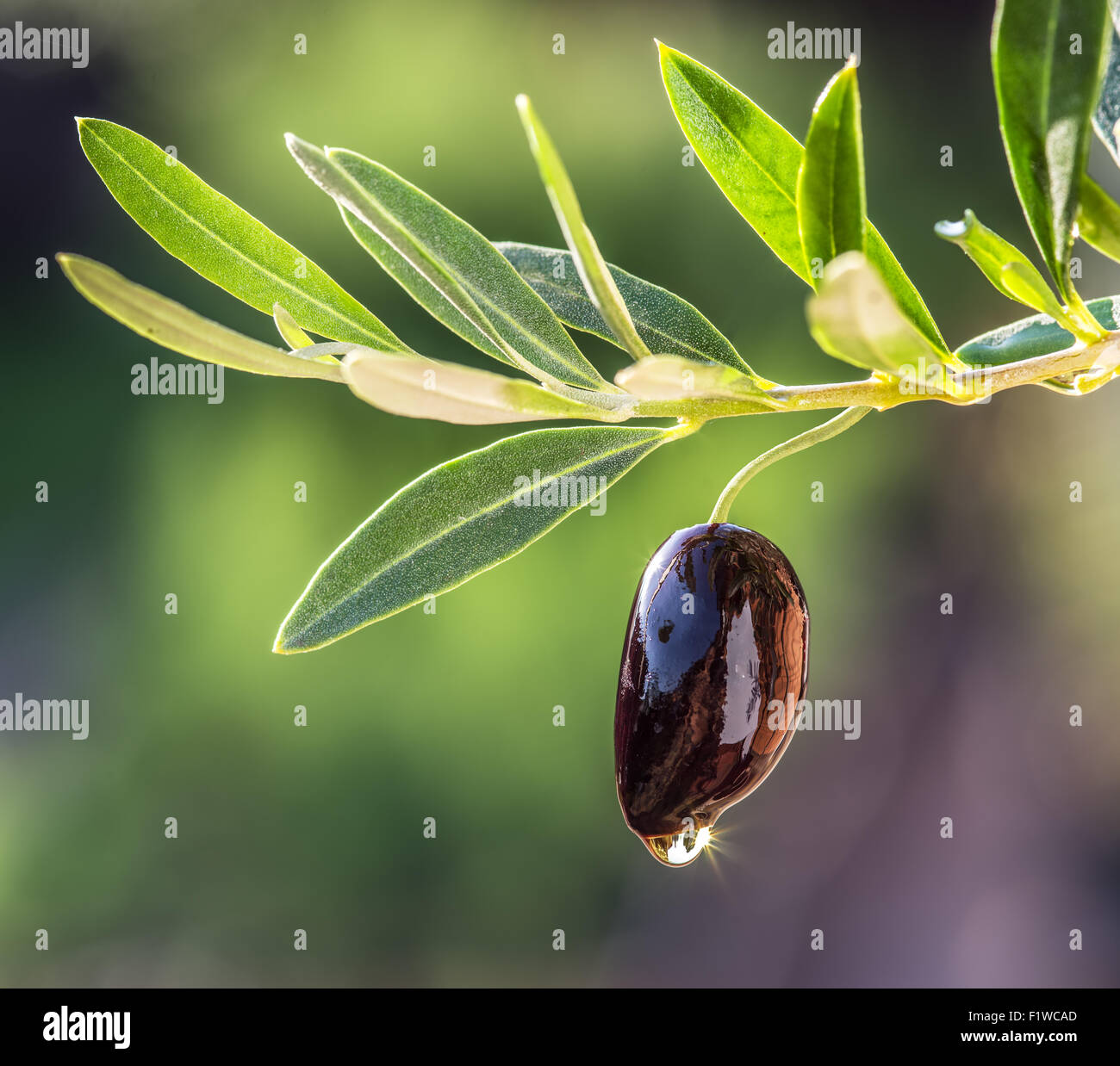 Olive oil drops from the olive berry Stock Photo Alamy