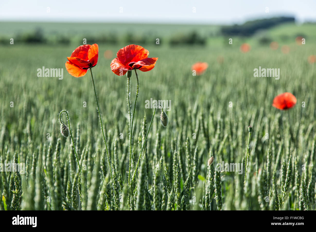 Field of red dainty poppies. Nature background. Stock Photo