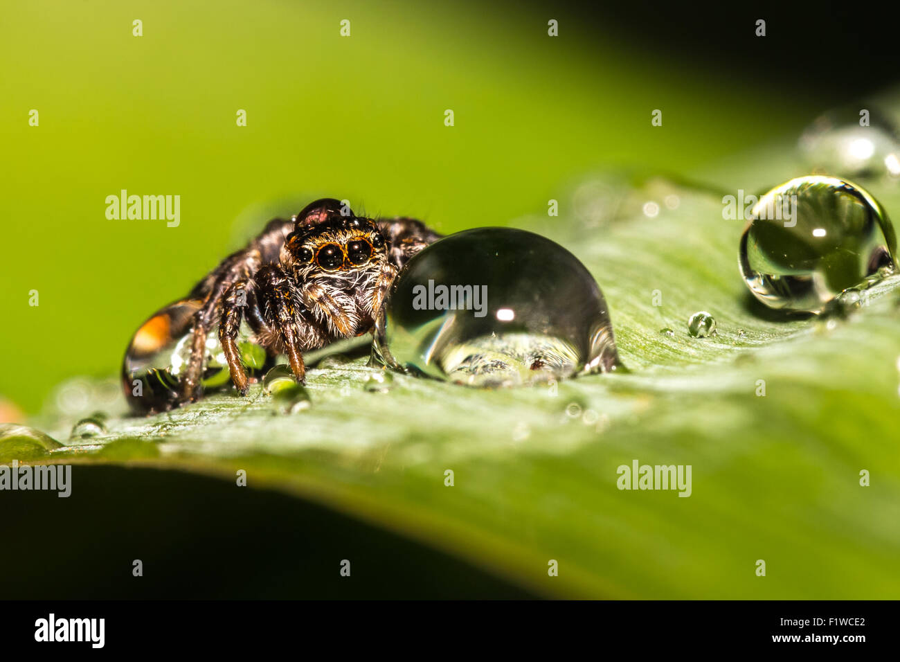 Jumping spider water drop hi-res stock photography and images - Alamy, image size:1300x956