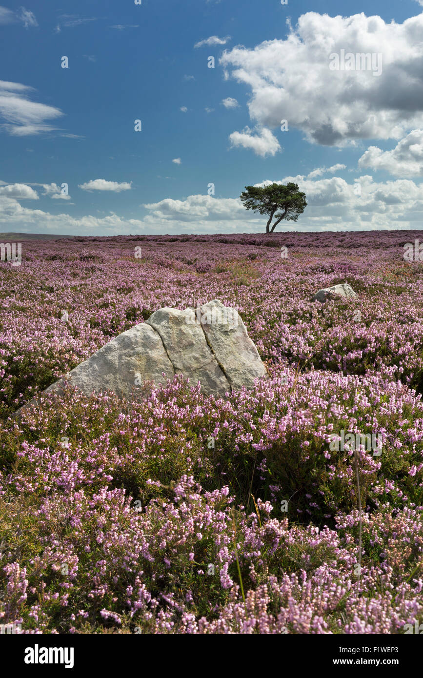 Lone tree on Wheeldale Moor near Egton on the North Yorkshire Moors, August 2015 Stock Photo