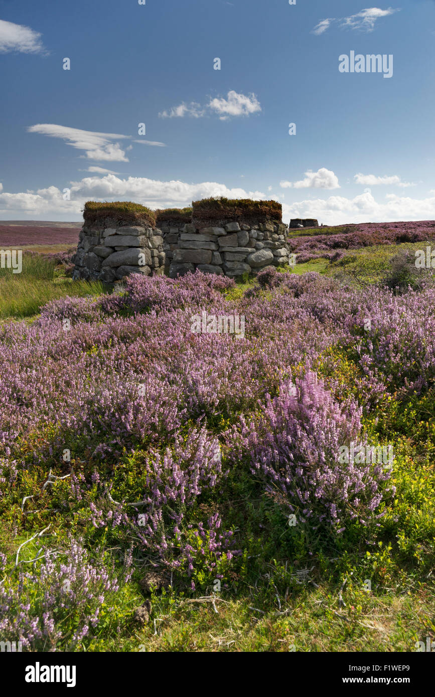 Grouse Butts on the North Yorkshire Moors near Egton, August 2015 Stock Photo