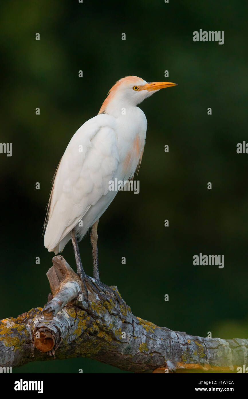 Cattle Egret, adult perched on a branch, Campania, Italy Stock Photo