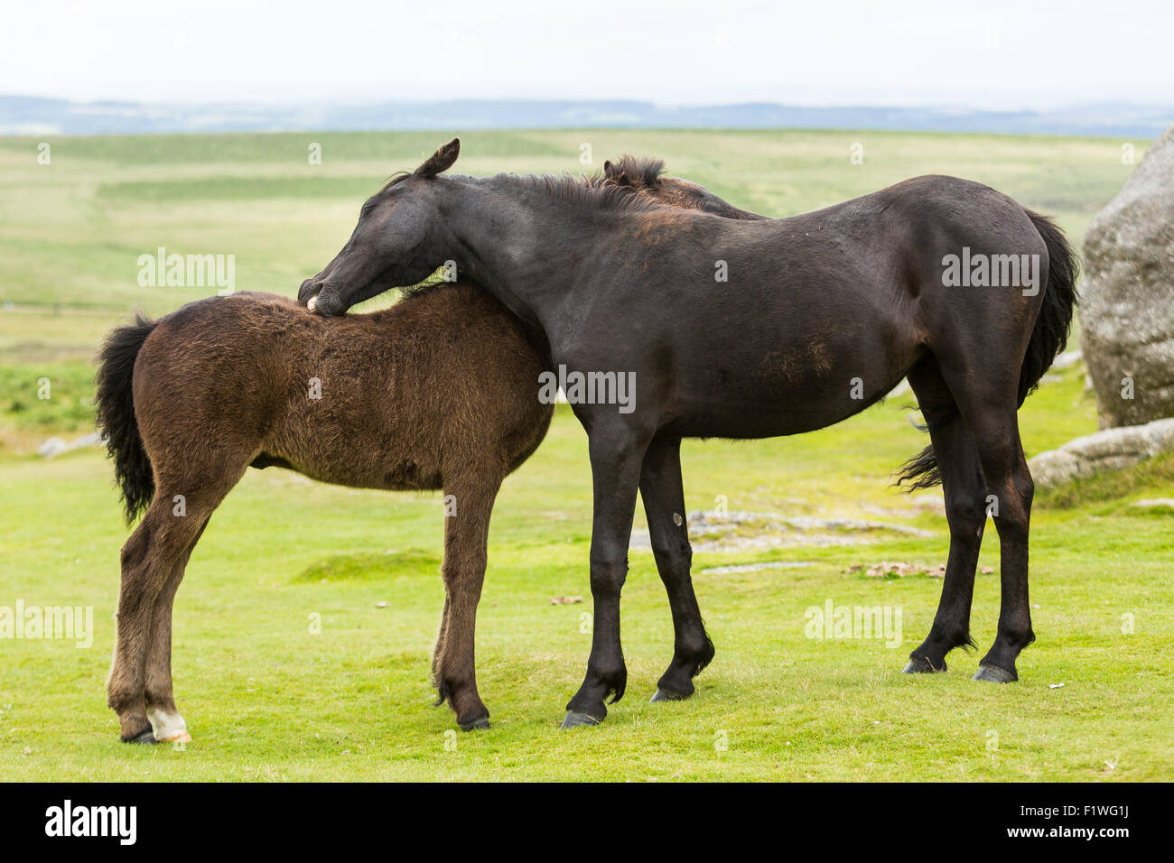 Clean Ponies Two native ponies cleaning each other, Haytor Rock, Dartmoor Park ...