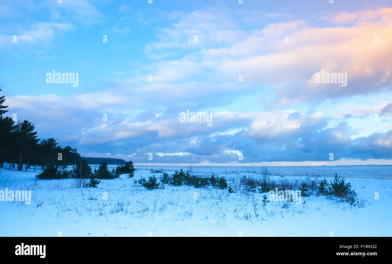 Winter coastal landscape with small trees on Baltic Sea coast under colorful evening cloudy sky. Gulf of Finland, Russia Stock Photo