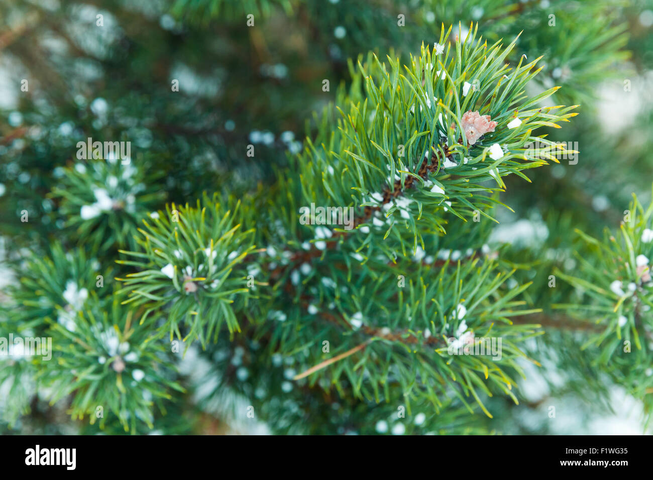 Blue spruce tree branches with snow. Christmas background with selective focus and shallow DOF Stock Photo