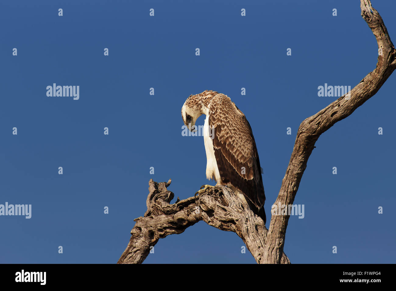 Immature Martial Eagle  (Polemaetus bellicosus) perched on branch against  blue sky - Kruger National Park (South Africa) Stock Photo