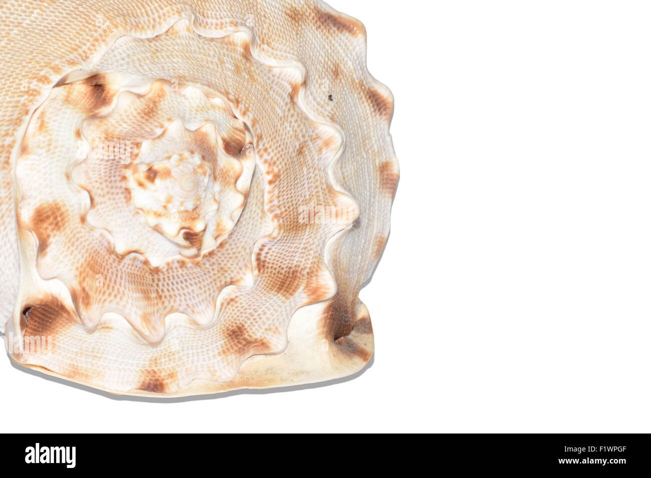 Seashell isolated on white background Stock Photo - Alamy