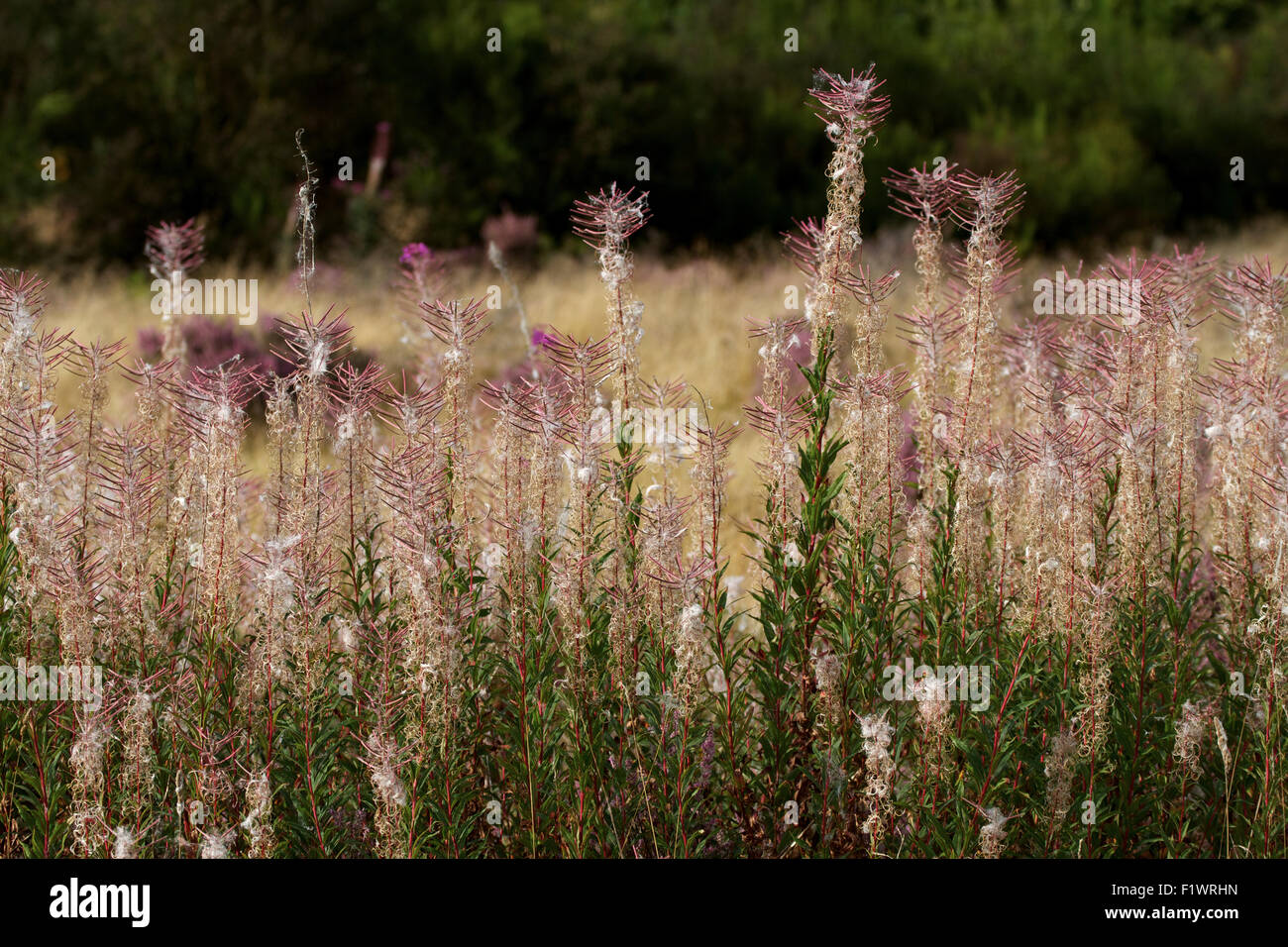 Rosebay Willow Herb in seed. UK Stock Photo Alamy