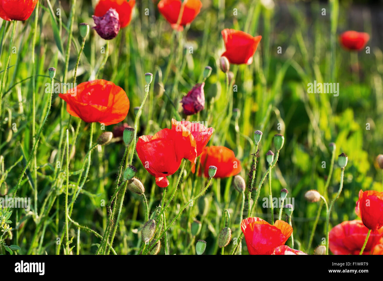 sunny meadow with red poppies. Stock Photo