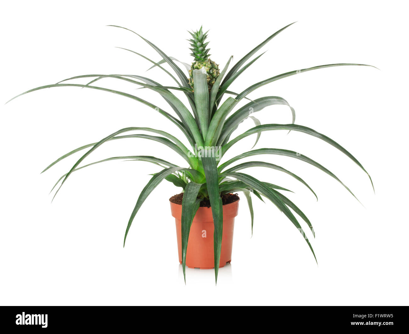 pineapple tree in the pot isolated on the white background. Stock Photo