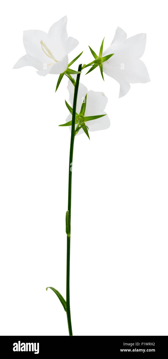 campanula flowers isolated on the white background. Stock Photo