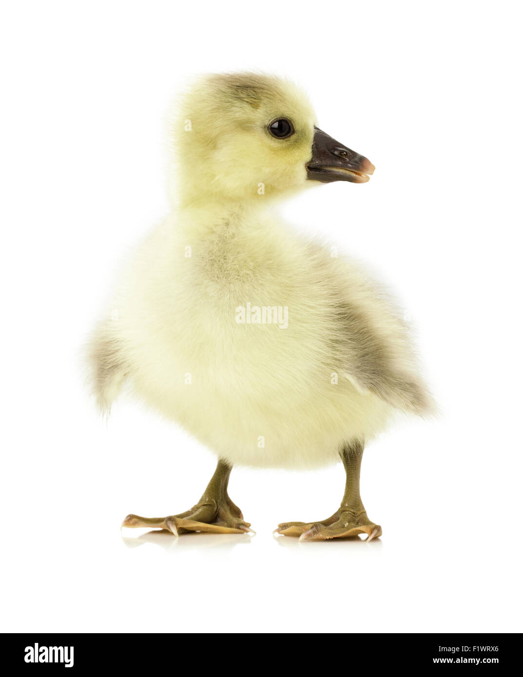 little pretty duckling on the white background. Stock Photo