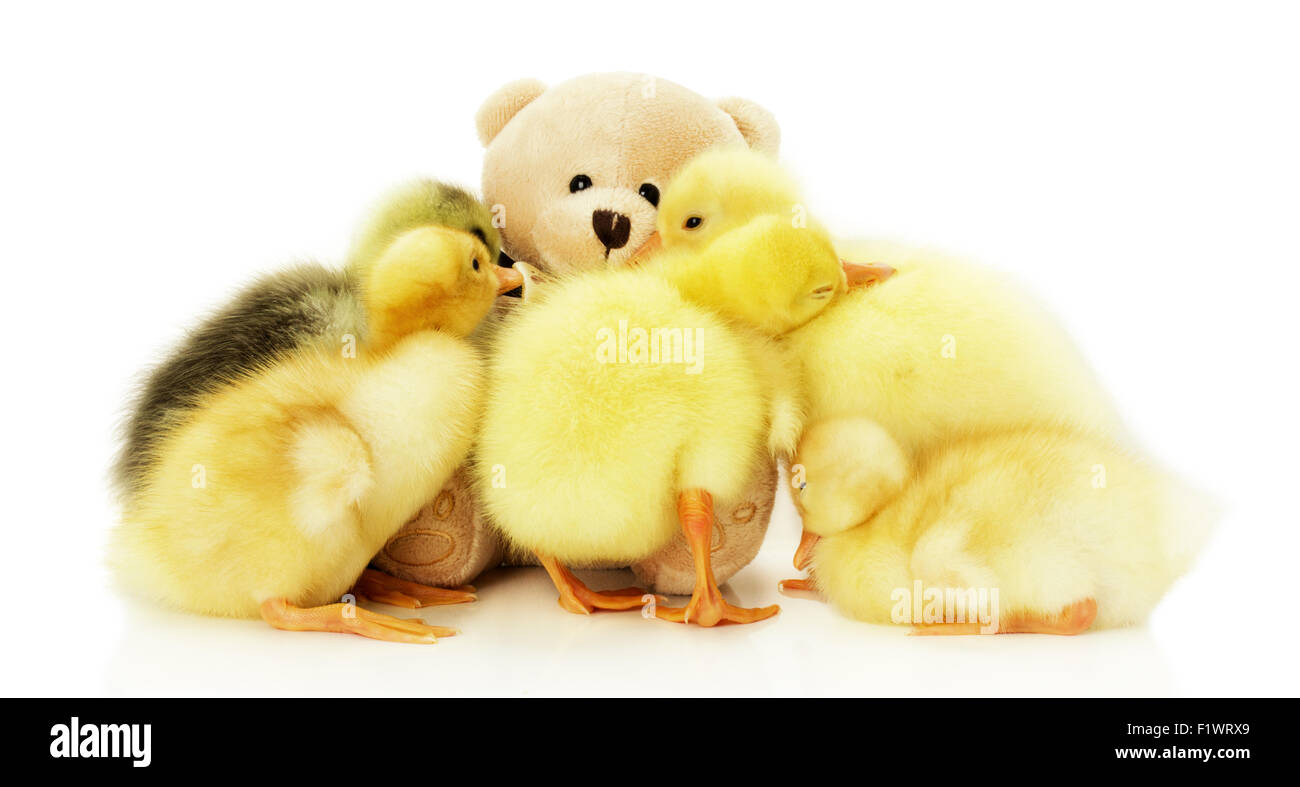 pretty little ducklings with teddy bear isolated on the white background. Stock Photo