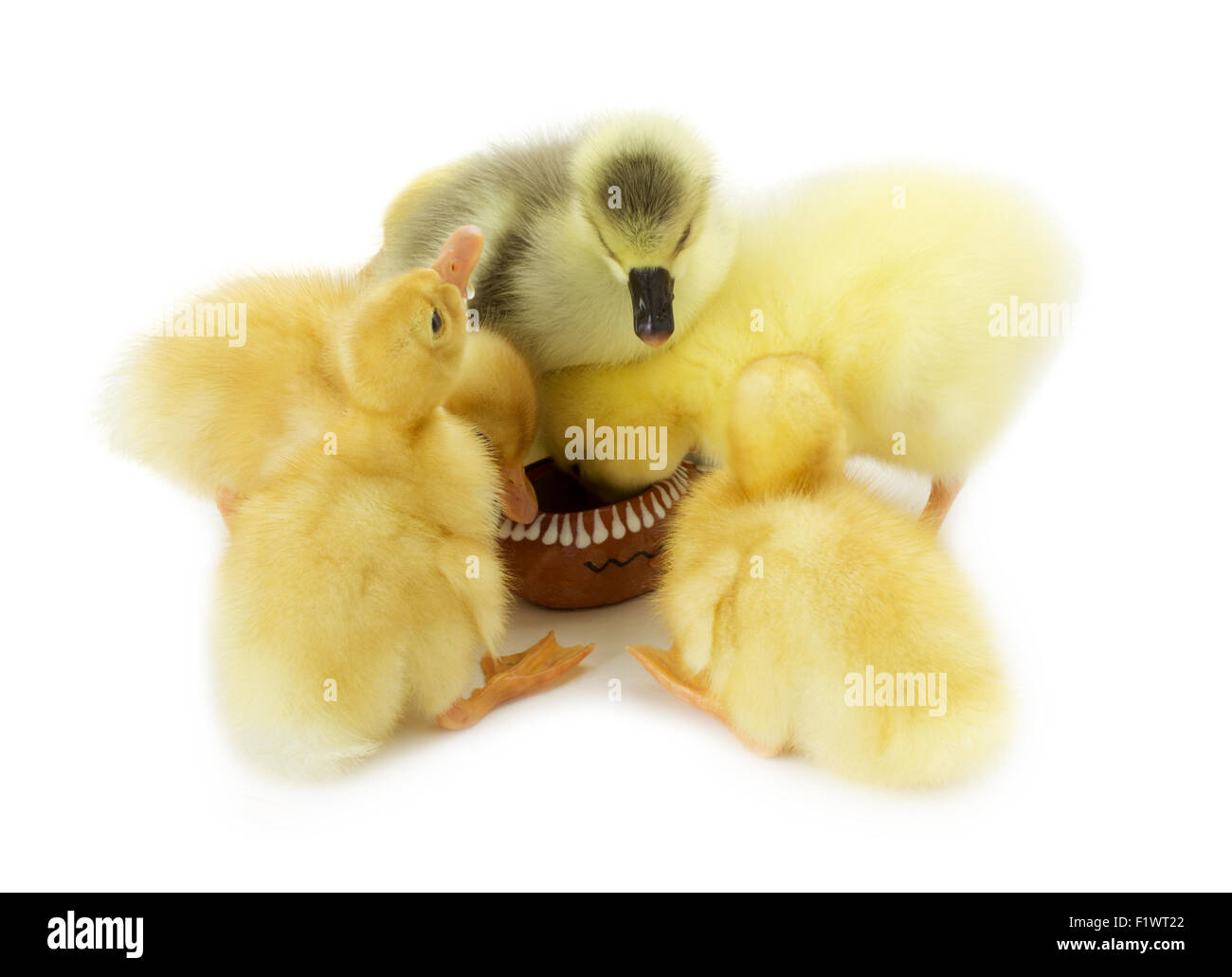 little ducklings isolated on the white background. Stock Photo