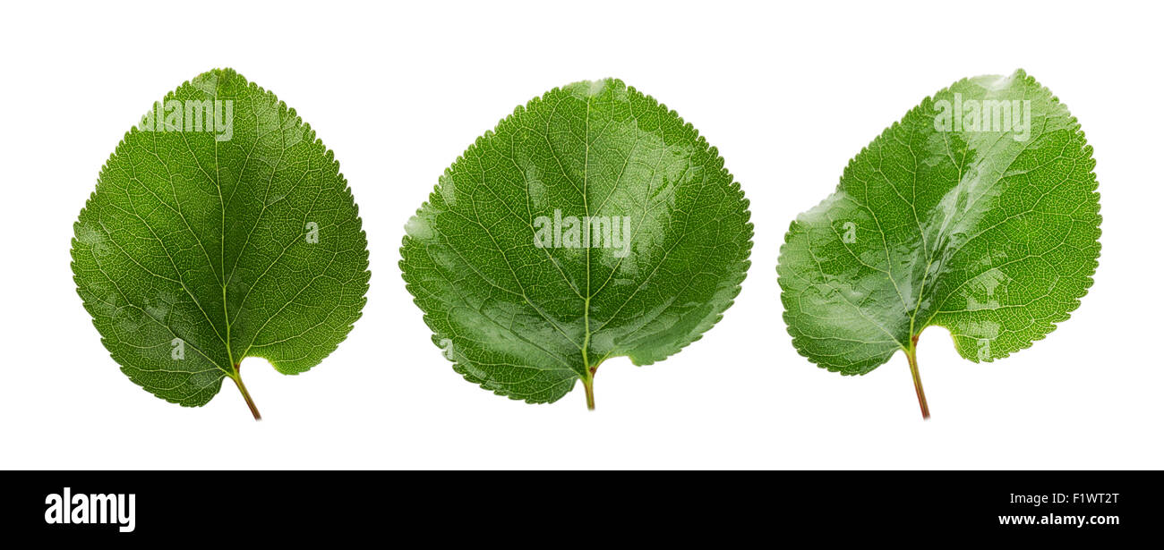 three green leaves of apricots isolated on the white background. Stock Photo