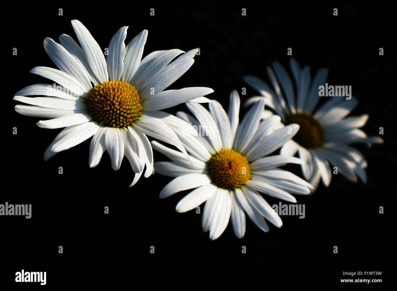 daisies on the black background. Stock Photo
