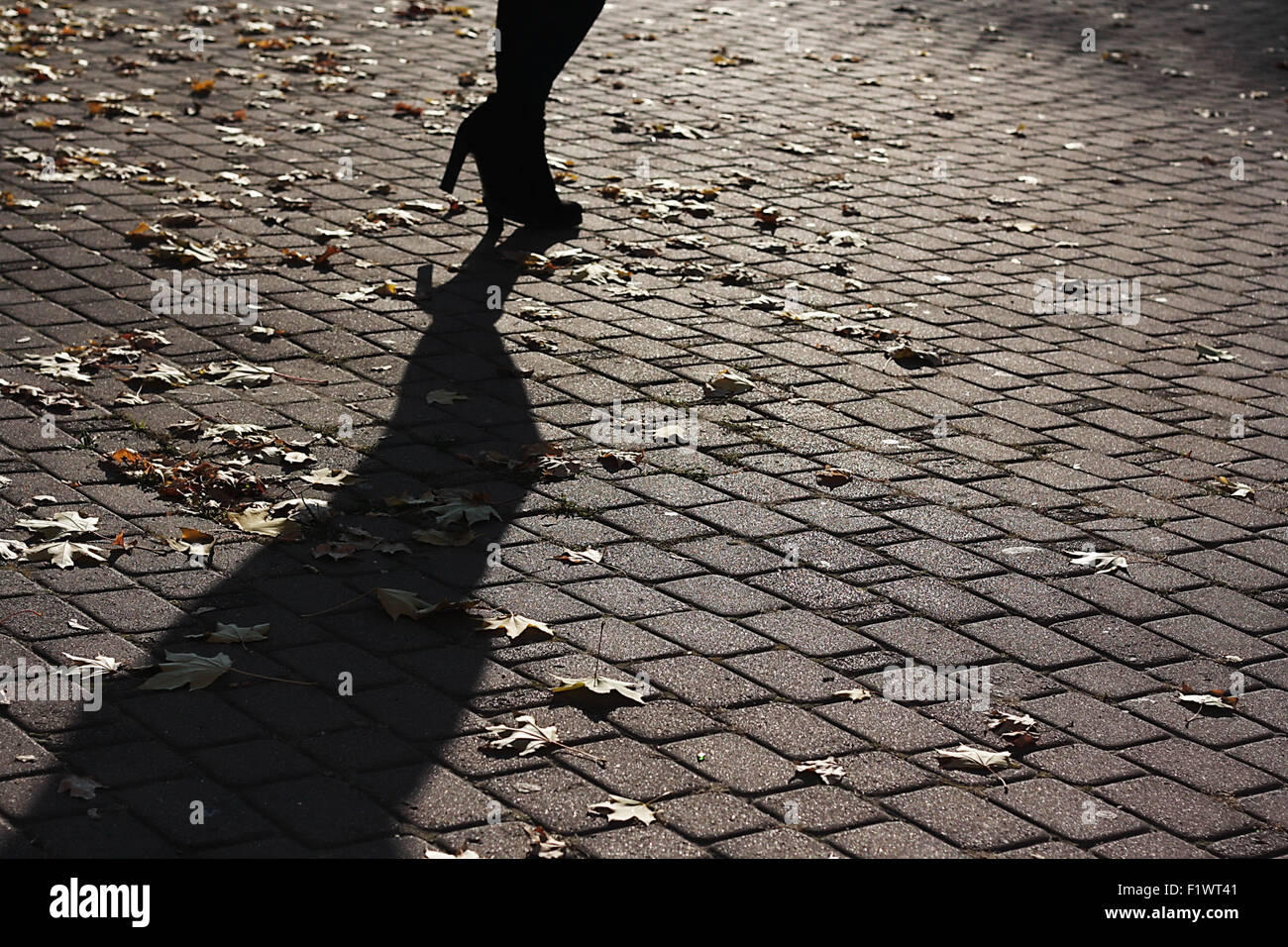 shadow on the gray paving. Stock Photo