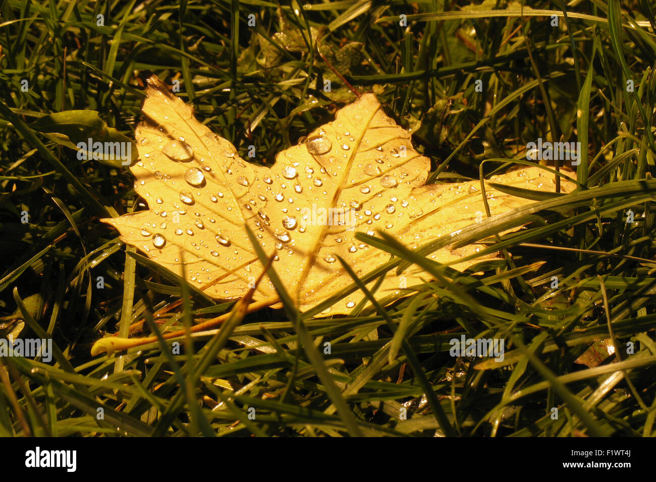 yellow leaf on the grass background Stock Photo - Alamy