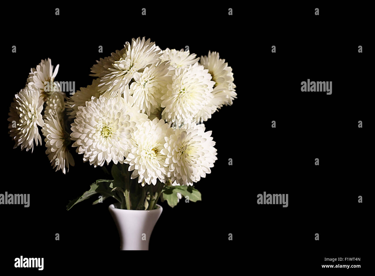beautiful white flowers in vase on the black background. Stock Photo