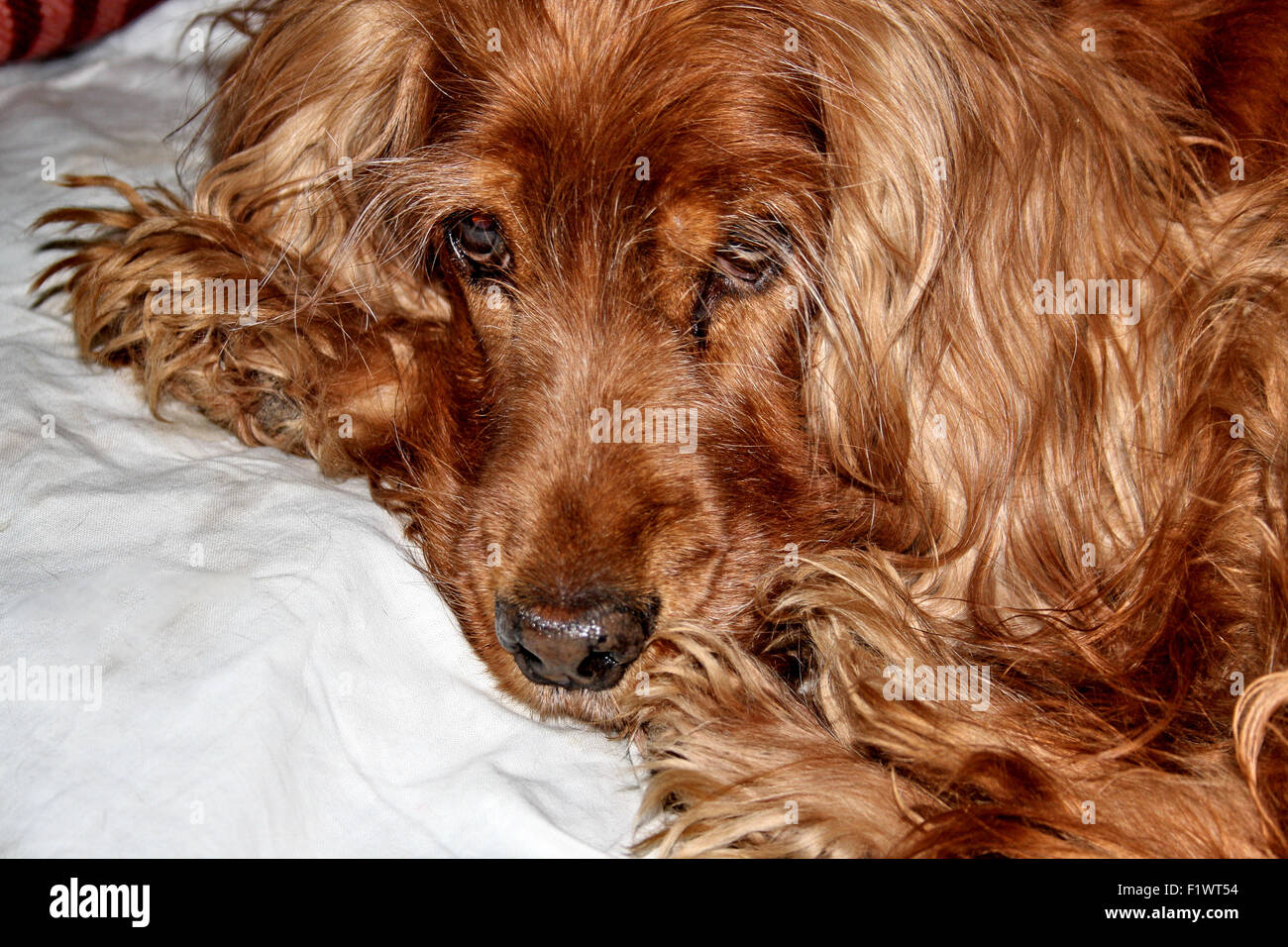 red cocker spaniel Stock Photo - Alamy