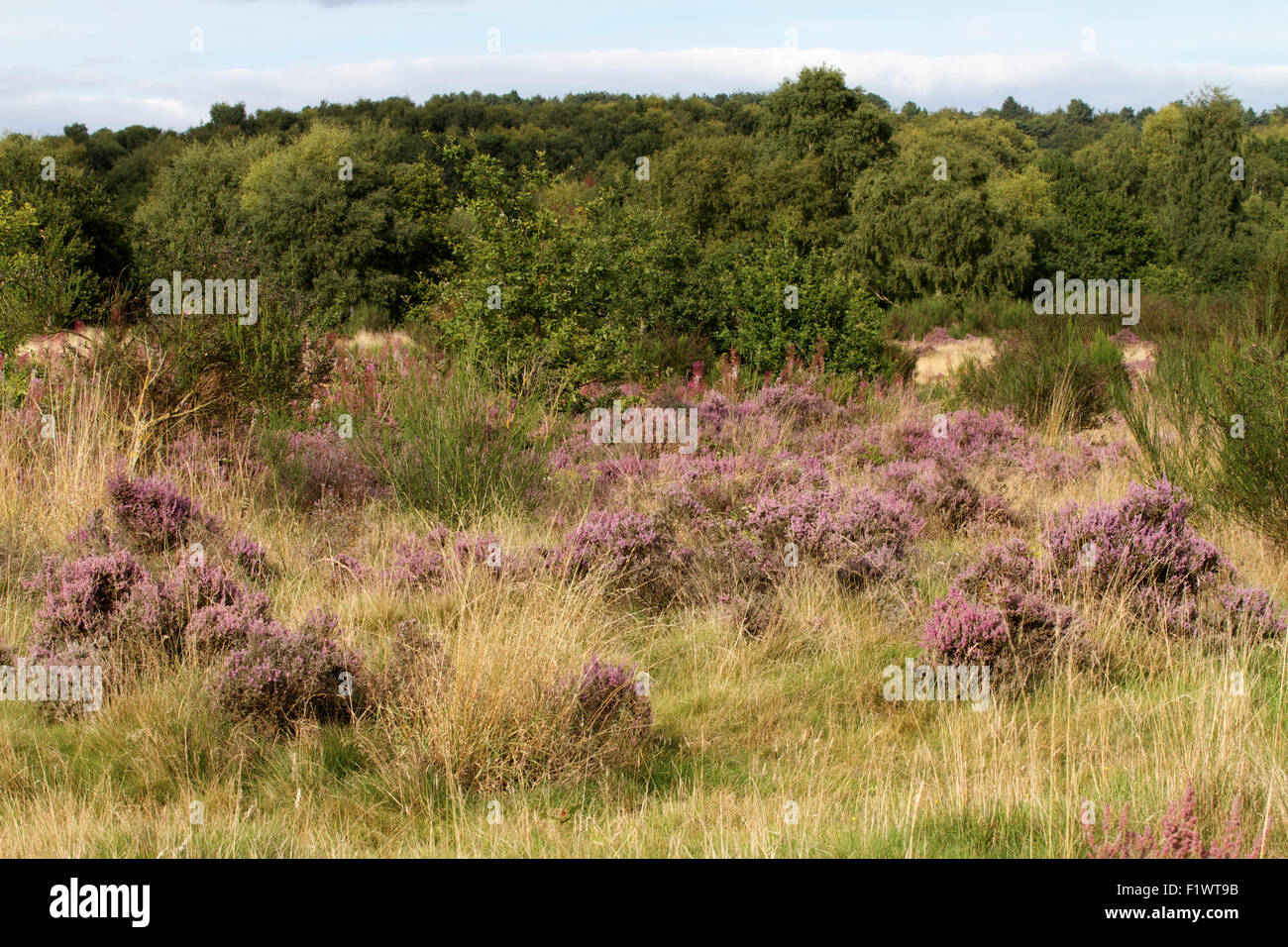 Ling heather growing on lowland heath at Highgate Common, Staffordshire. UK Stock Photo