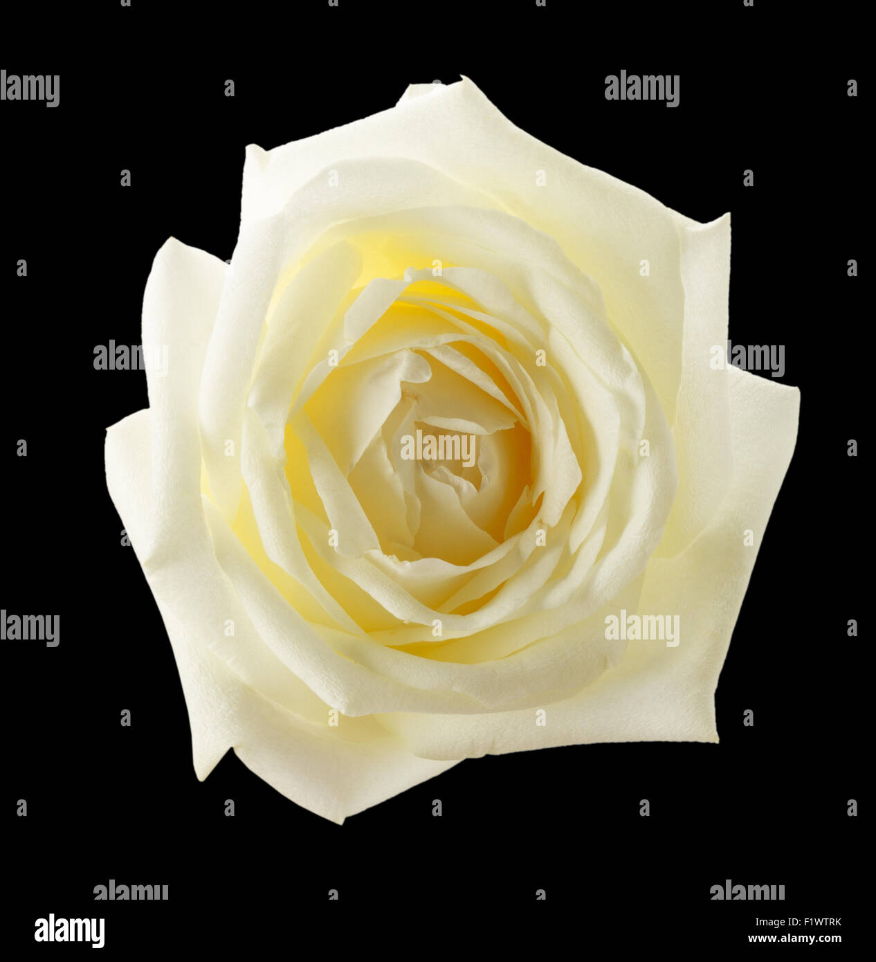 white rose isolated on the black background. Stock Photo