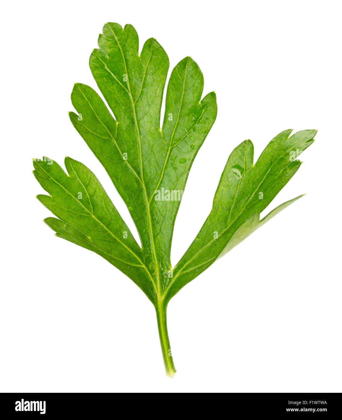 parsley leaves isolated on the white background Stock Photo Alamy