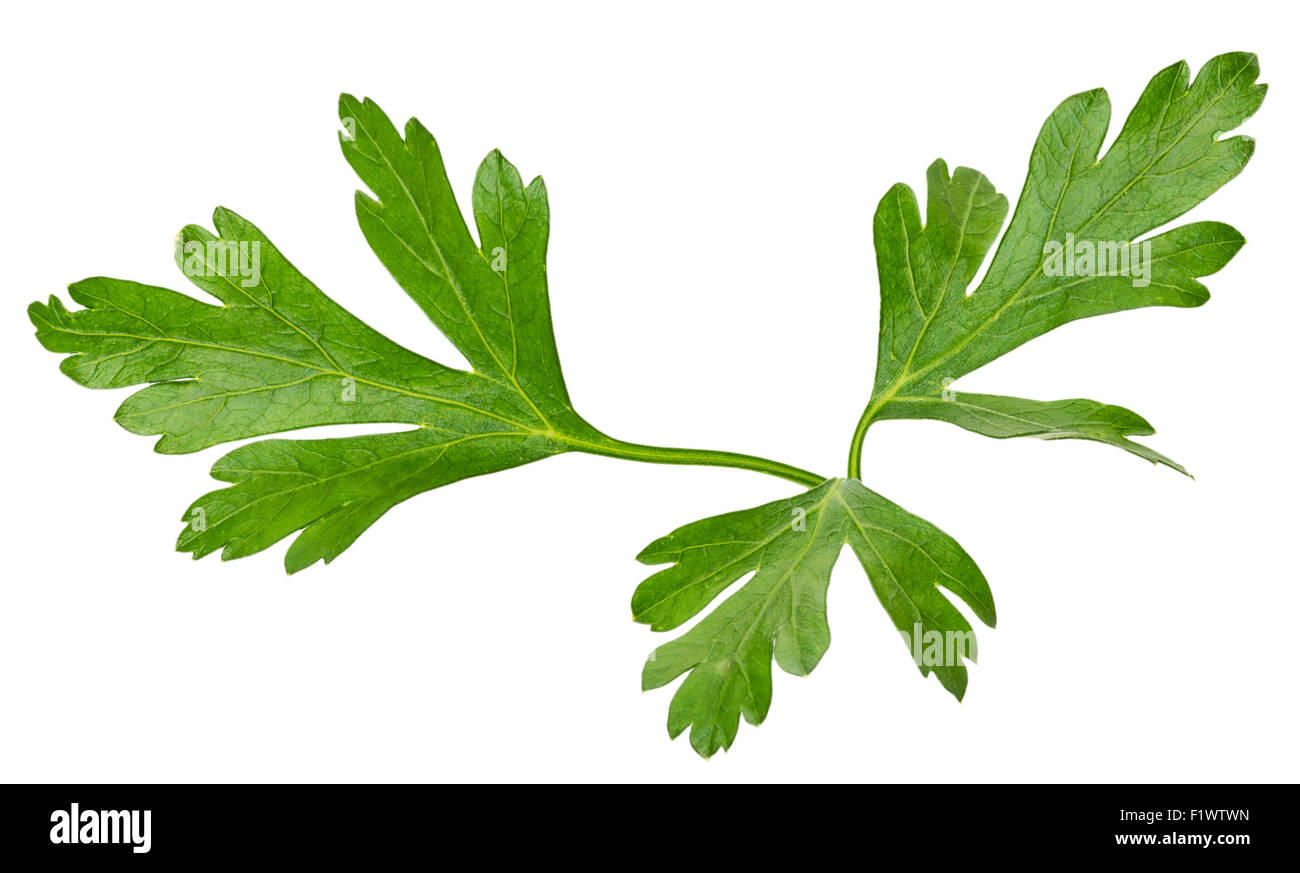 parsley leaves isolated on the white background Stock Photo - Alamy