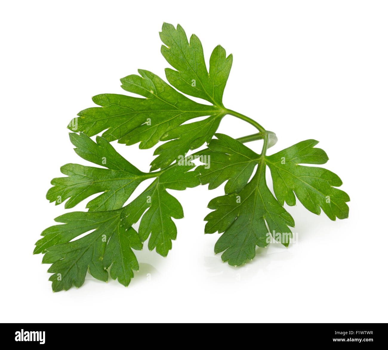 parsley leaves isolated on the white background Stock Photo Alamy