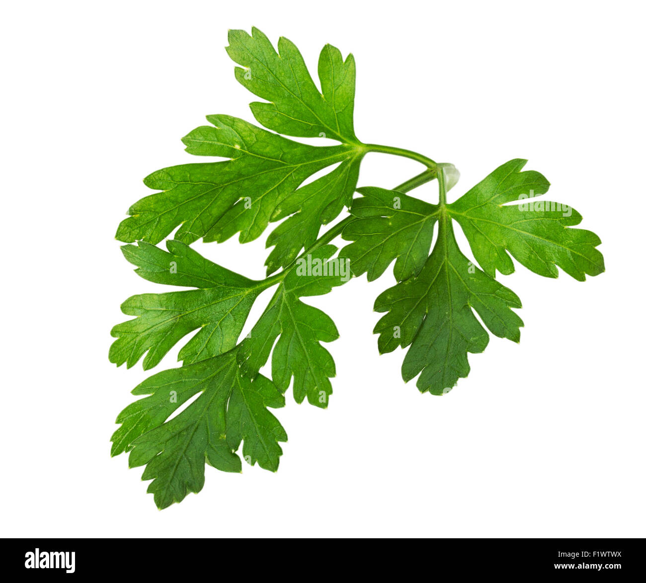 Chopping Parsley As a Garnish Stock Image - Image of stainless, leaves:  29712743
