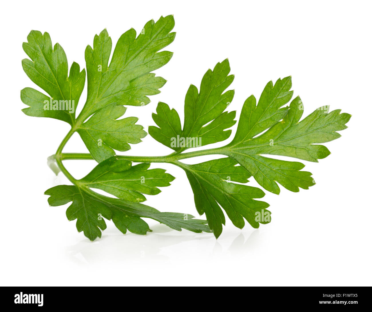 parsley leaves isolated on the white background Stock Photo