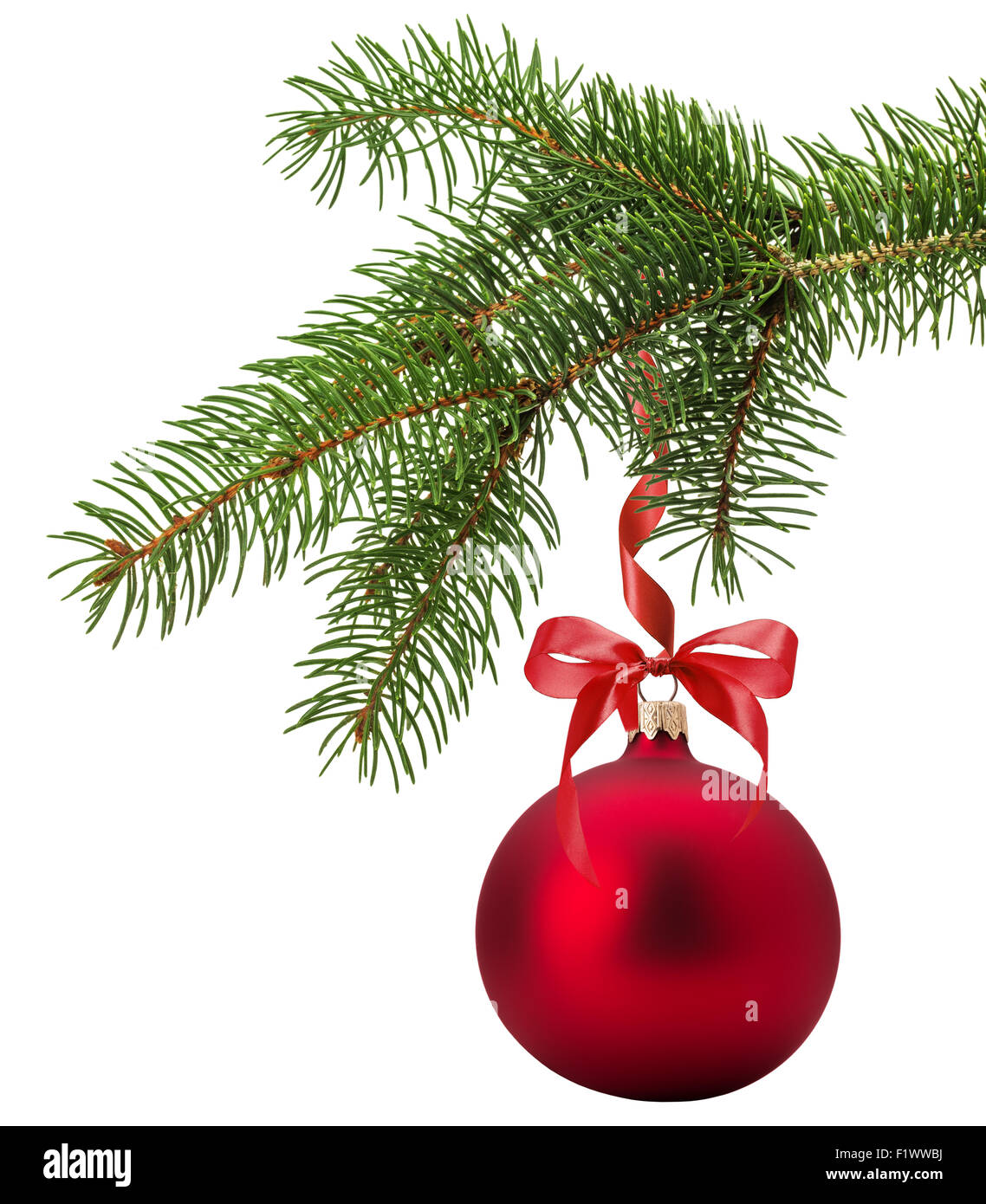 Christmas tree branch with red ball isolated on the white background. Stock Photo