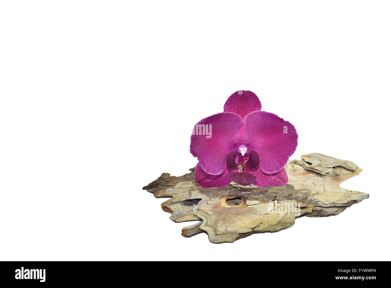 Pink orchid on a tree bark Stock Photo Alamy
