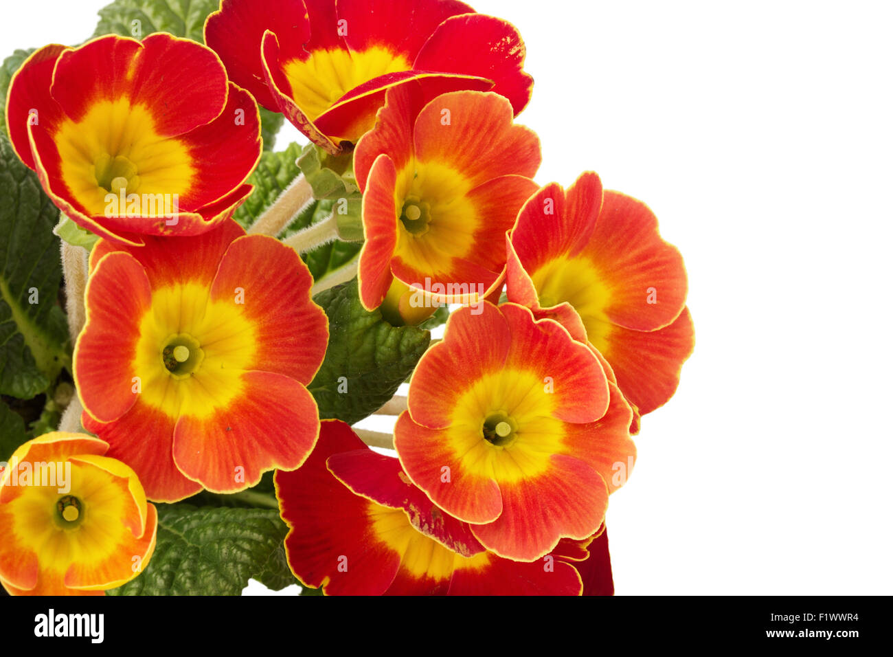 orange primroses isolated on a white background Stock Photo - Alamy